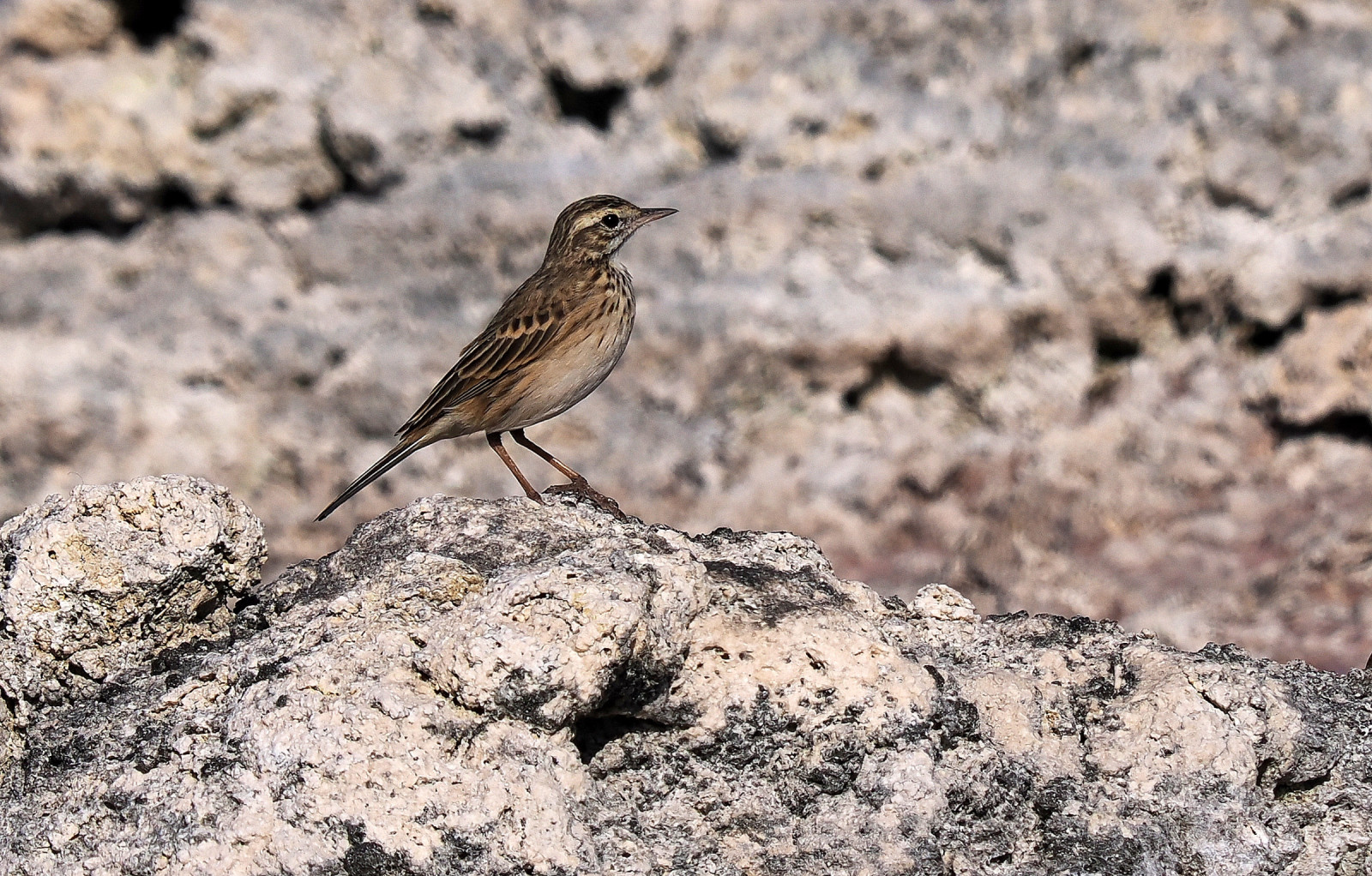 image Australian Pipit